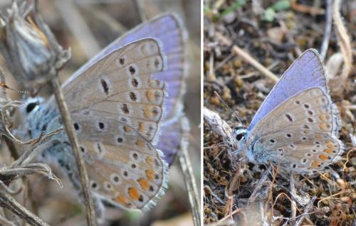 Réf. 151 475 : Polyommatus sp.