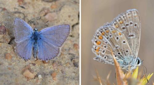 Réf. 151 423 : Polyommatus sp.