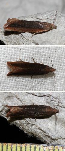 Bactra robustana