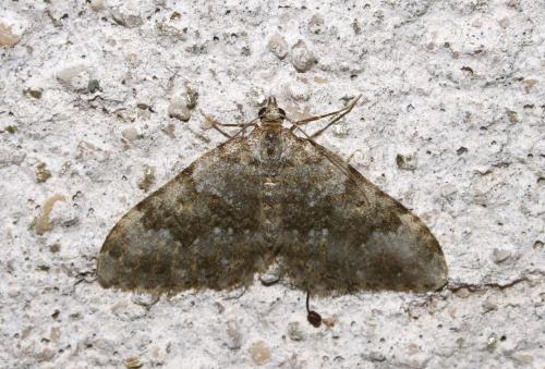 Coenotephria ablutaria