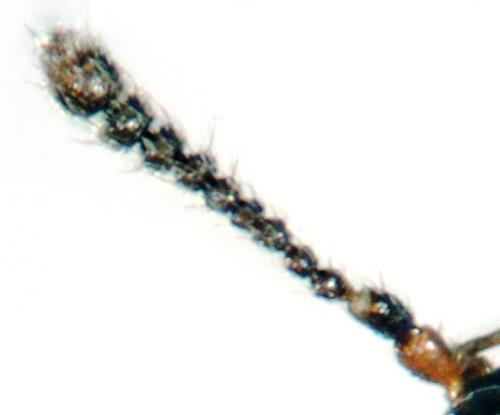 Proteinus brachypterus