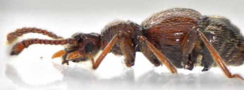 Batrisodes buqueti