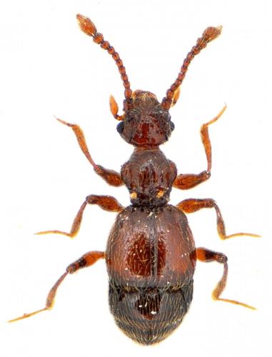 Batrisodes buqueti
