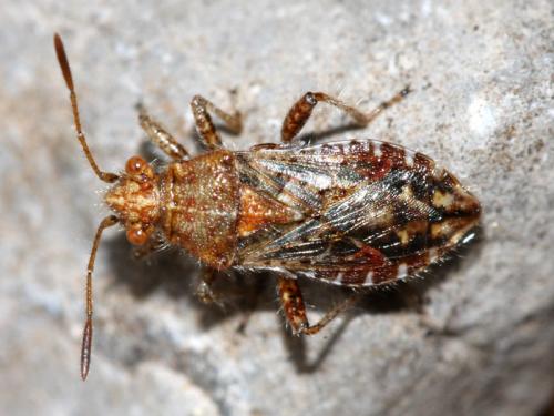 Rhopalus conspersus