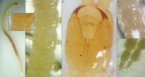 Schendyla nemorensis