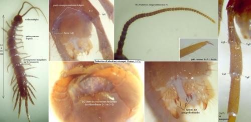 Lithobius tricuspis