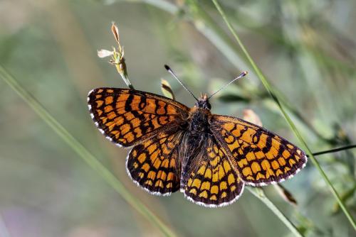Melitaea deione