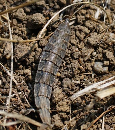 Stratiomys longicornis