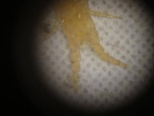 Réf. 151 539 : Geophilus sp.