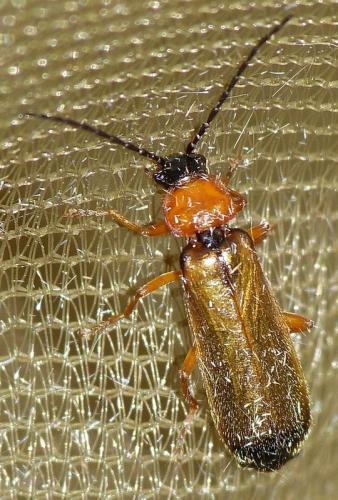 Rhagonycha lutea