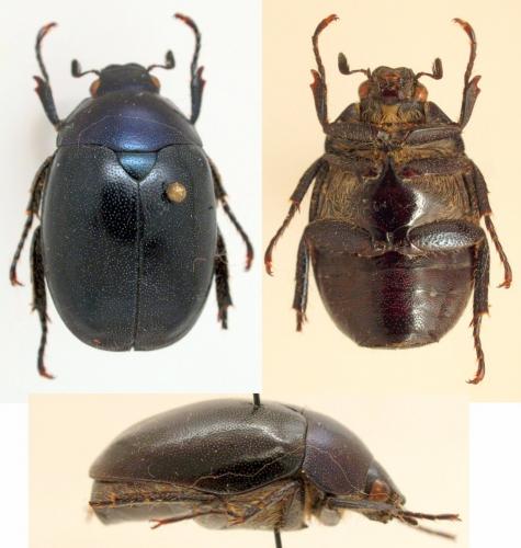 Enthora chlorodera