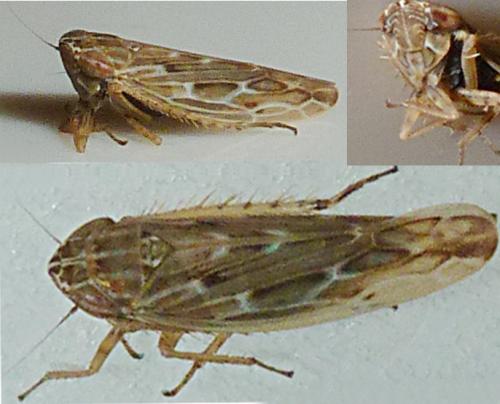 Psammotettix sp.