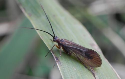 Anabolia nervosa