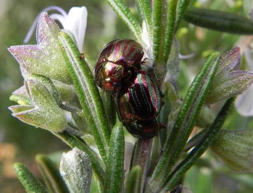 Réf. 151 059 : Chrysolina americana