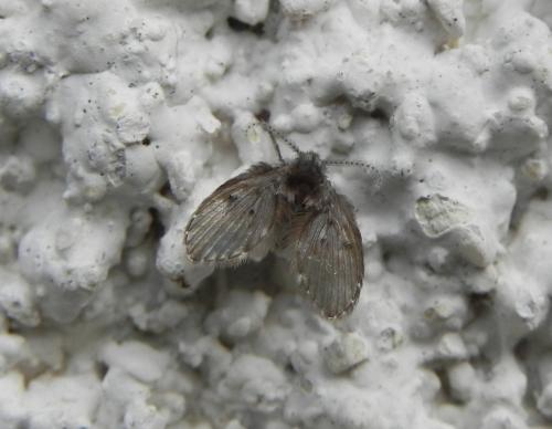 Clogmia albipunctata