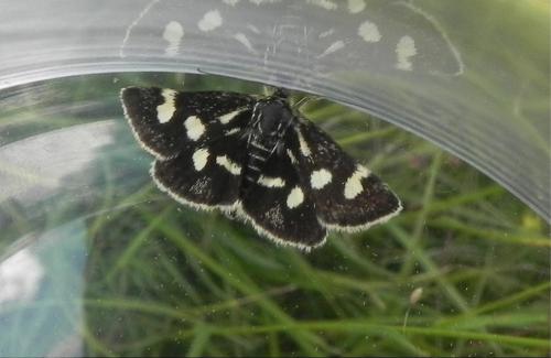 Réf. 151 061 : Eurrhypis pollinalis