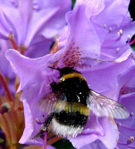 Bombus sp.