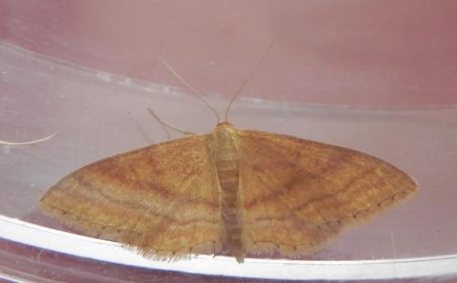 Réf. 151 284 : Idaea ochrata