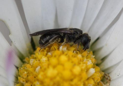 Lasioglossum sp.