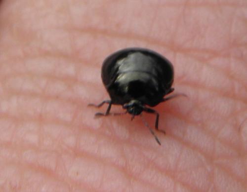 Coptosoma scutellatum