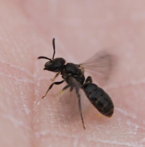 Lasioglossum sp.