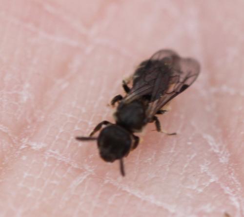 Lasioglossum sp.