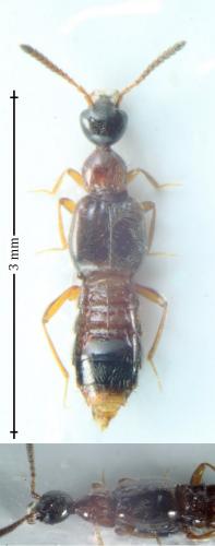 Autalia sp.