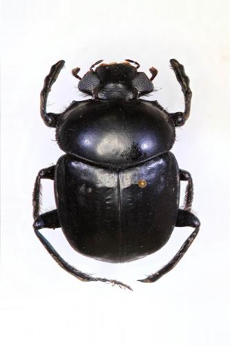 Réf. 151 018 : Scarabaeus sacer