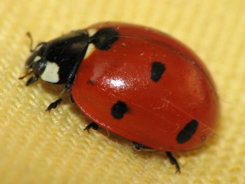 Coccinella septempunctata