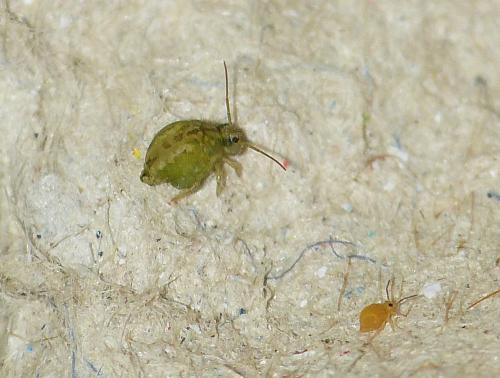Sminthurus viridis