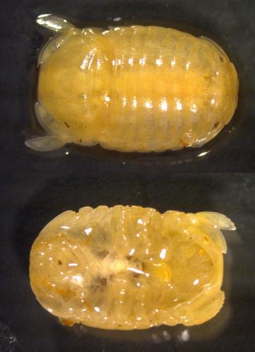 Réf. 151 267 : Sphaeroma serratum