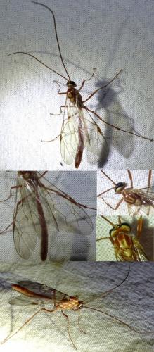 Réf. 151 811 : Ophion obscuratus