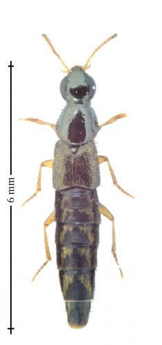 Réf. 151 136 : Quedius auricomus