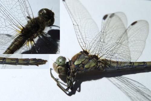 Sympetrum striolatum