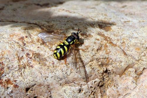 Réf. 151 794 : Chrysotoxum sp.