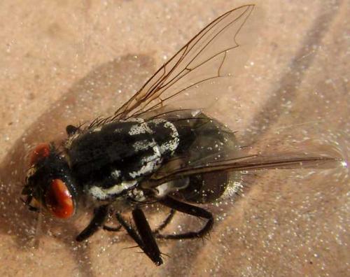 Sarcophaga sp.