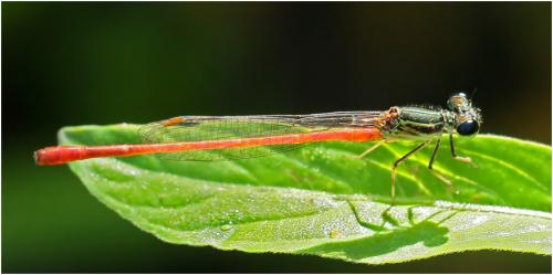 Telebasis filiola