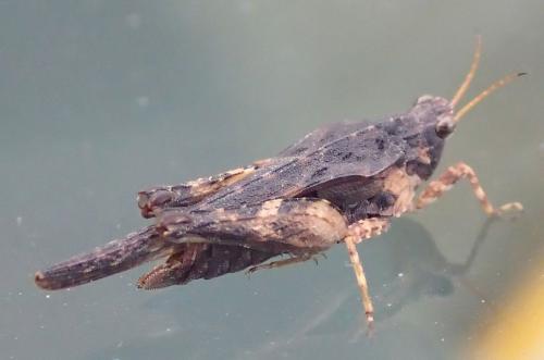 Réf. 151 790 : Tetrix subulata