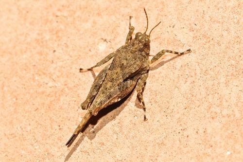 Paratettix meridionalis
