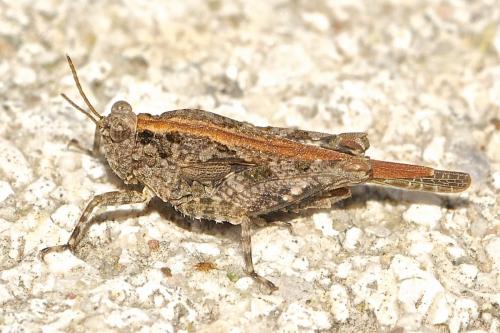 Paratettix meridionalis