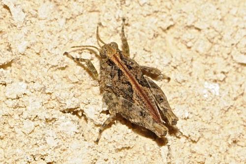 Paratettix meridionalis