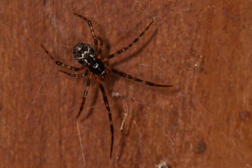 Parasteatoda sp.