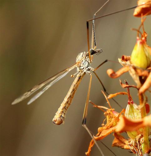 Réf. 151 124 : Tipula obsoleta