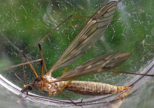 Réf. 151 073 : Tipula sp.