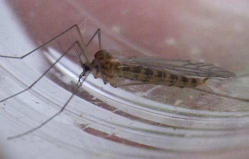 Trichocera annulata
