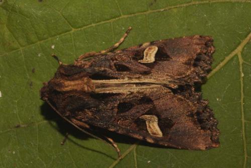 Réf. 151 273 : Trigonophora flammea