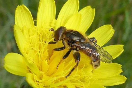 Tropidia fasciata