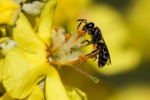 Réf. 151 525 : Lasioglossum sp.