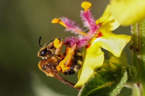 Réf. 151 834 : Lasioglossum sp.