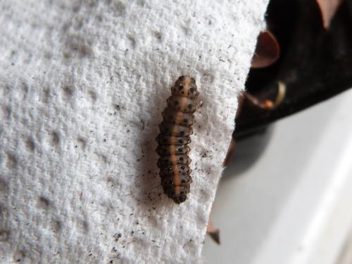 Phragmatobia fuliginosa